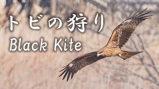 トビの狩り (Black Kite)