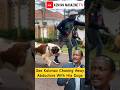 Kalonzo Musyoka Shows Off His Security Dogs Incase Someone Trys To Abduct Him