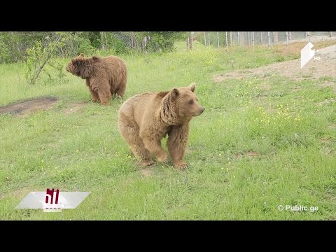 #კაცებისდრო თბილისის ახალი ზოოპარკის პირველი ბინადრები ბუნებასთან მიახლოებულ პირობებში იცხოვრებენ