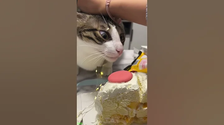 Video 11200251: maine coon cat funny, maine coon water, cats hate water funny, cats funny fail