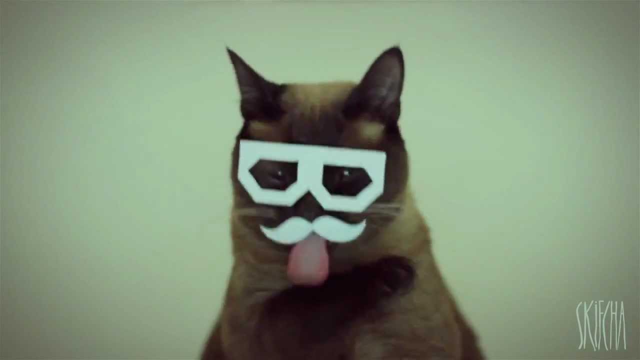 DUBSTEP CAT YouTube