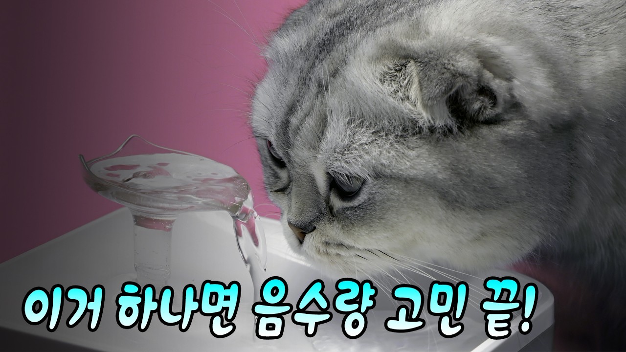 고양이 음수량 고민이라면? 하이드라케어 제대로 알아보기