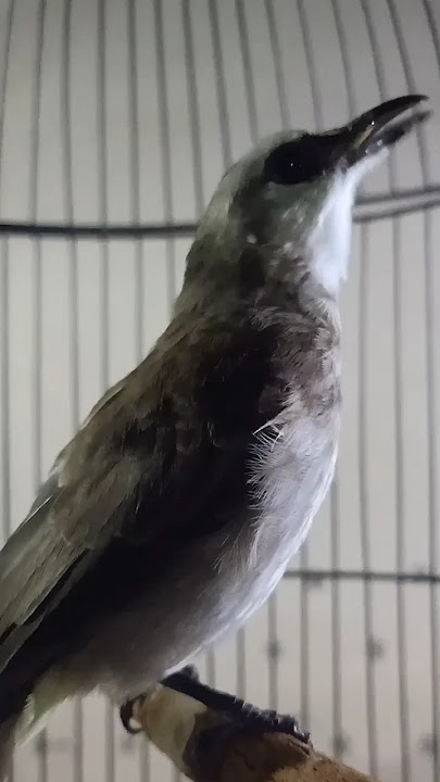 suara burung trucukan ngriwik ampuh buat pancingan trucuk bahan yang gk bunyi  agar rajin bunyi