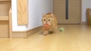 にゃんコプターで遊ぶ猫(気分が乗らないときはおしりを撫でるに限る)