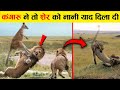 बाप से पंगा लेना पड़ गया भारी ! 10 animals who mess with wrong opponent