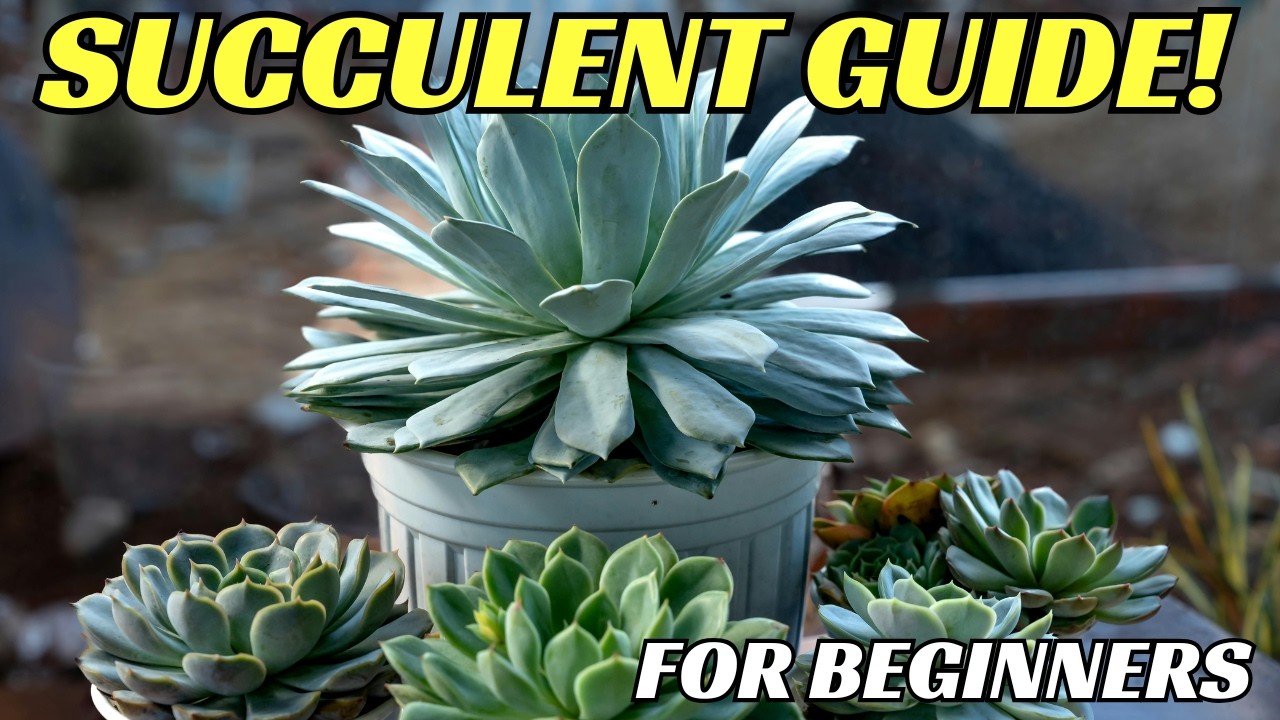 How To Not Kill Your Succulents In 2026: Ultimate Succulent Beginners Guide!