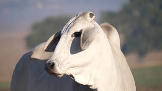 Brahman: The Complete Breed