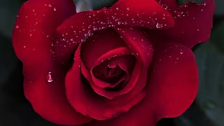 Red Roses of Passion in my garden