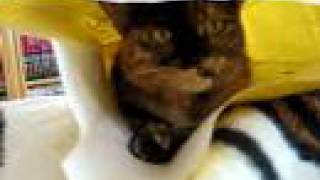Turtle Introduction
