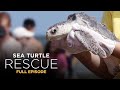 Kemp's Ridley Sea Turtle Conservation