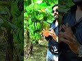 1 एकड़ में G9 केला लदा हुआ! | किसान को हुआ जबरदस्त मुनाफा 🍌 #G9Banana #shorts #reels #viral