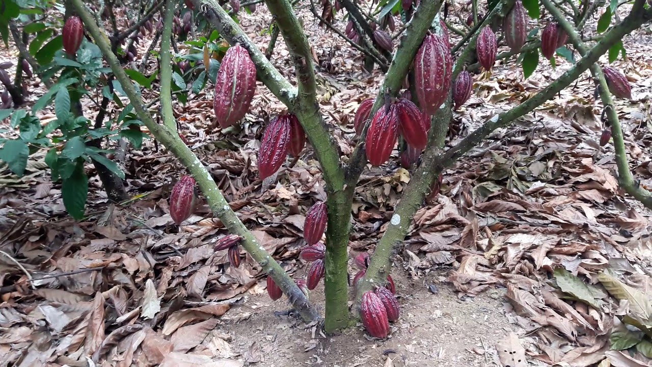 Ecuador cacao CCN51