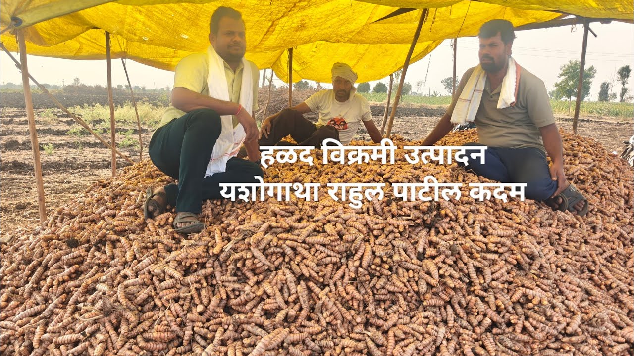 हळद यशोगाथा राहुल पाटील कदम दर्जेदार विक्रमी उत्पादन