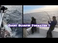 Giant bluefin bites jig and pop compilation obx