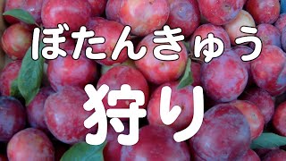 ぼたんきゅう狩り Youtube