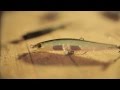 Spybaiting Overview: The Essentials of the Technique