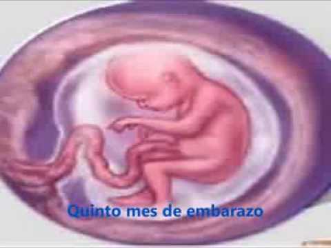 EMBARAZO DE EL 4TO,5TO Y 6TO MES - YouTube