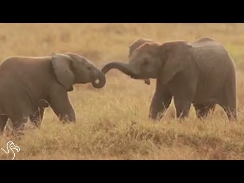 वीडियो: अमेरिका में हाथी दांत को कब प्रतिबंधित किया गया था?
