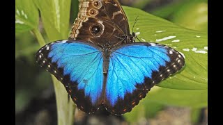 MorphOS