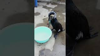 Great Cormorant Eats The Whole Fish Instantly #Fishing #Bird #Wildlife