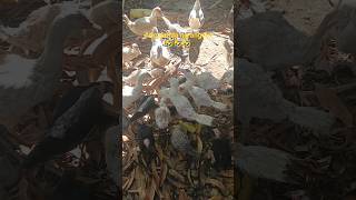 Ang ganda ng angulo 🤣🤣🤣 #smallyoutuber #shortsbeta #duck #duckling #pets #animals Ang ganda ng angulo 🤣🤣🤣 #smallyoutuber #shortsbeta #duck #duckling #pets #animals