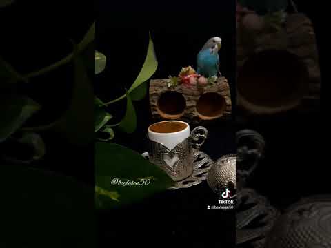 جورج وسوف الحبايب ع المحبه عودونا