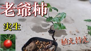 小品盆栽 老爺柿】実生老爺柿 植え替え Shohin bonsai, old man