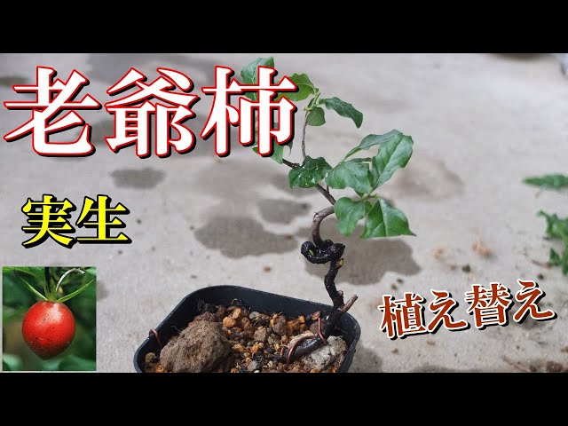 小品盆栽 老爺柿】実生老爺柿 植え替え Shohin bonsai, old man