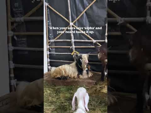 05 June 25 || #music #goat #goatfarming #spotting #spotter #aura #king #love #song #mood #eating