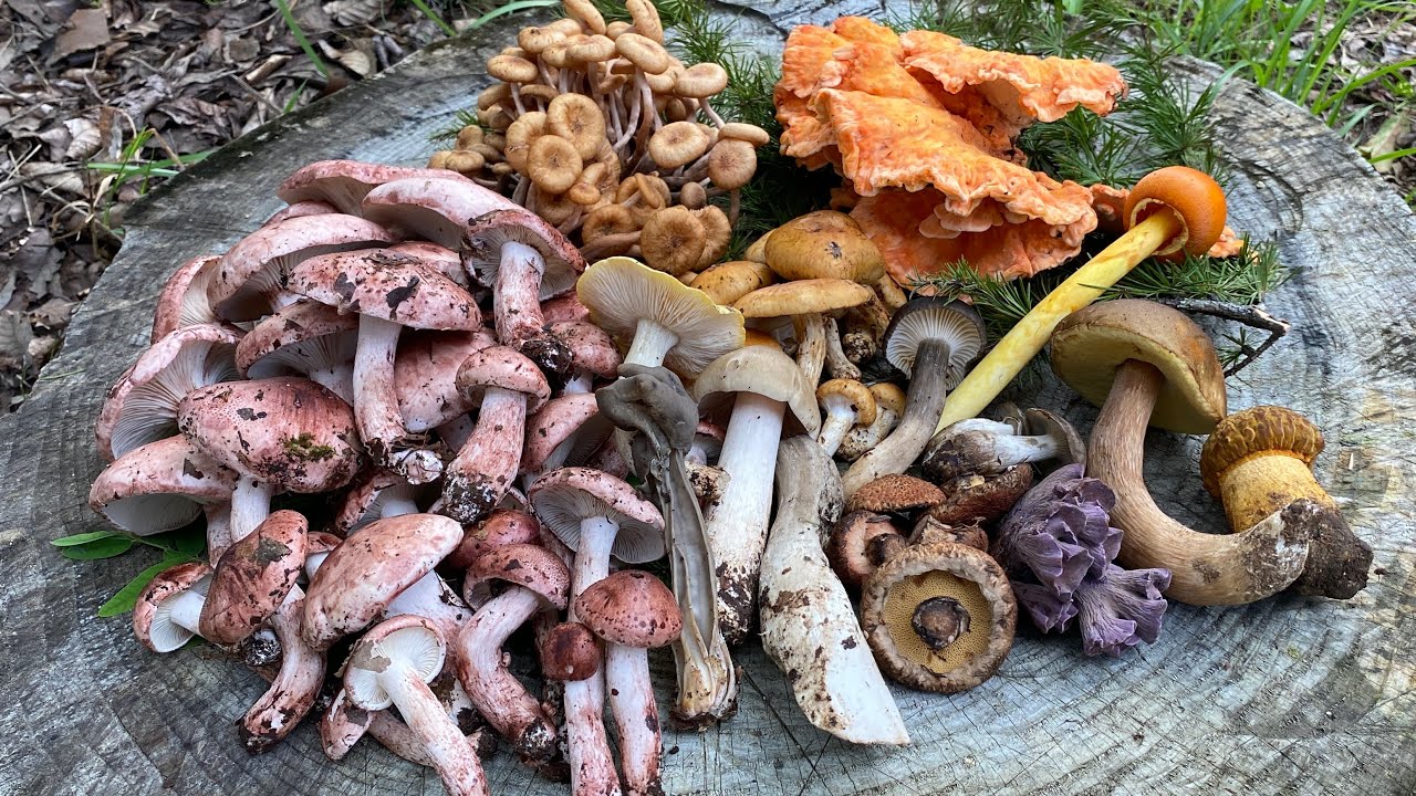 I found 14 kinds of edible mushrooms in the autumn forest in Japan