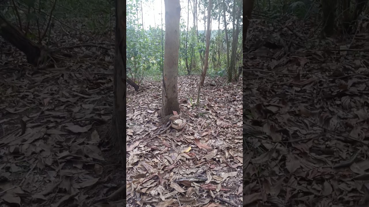 JeRAT BABI UMPAN KRLAPA,KESUKAAN SI BEBEB.