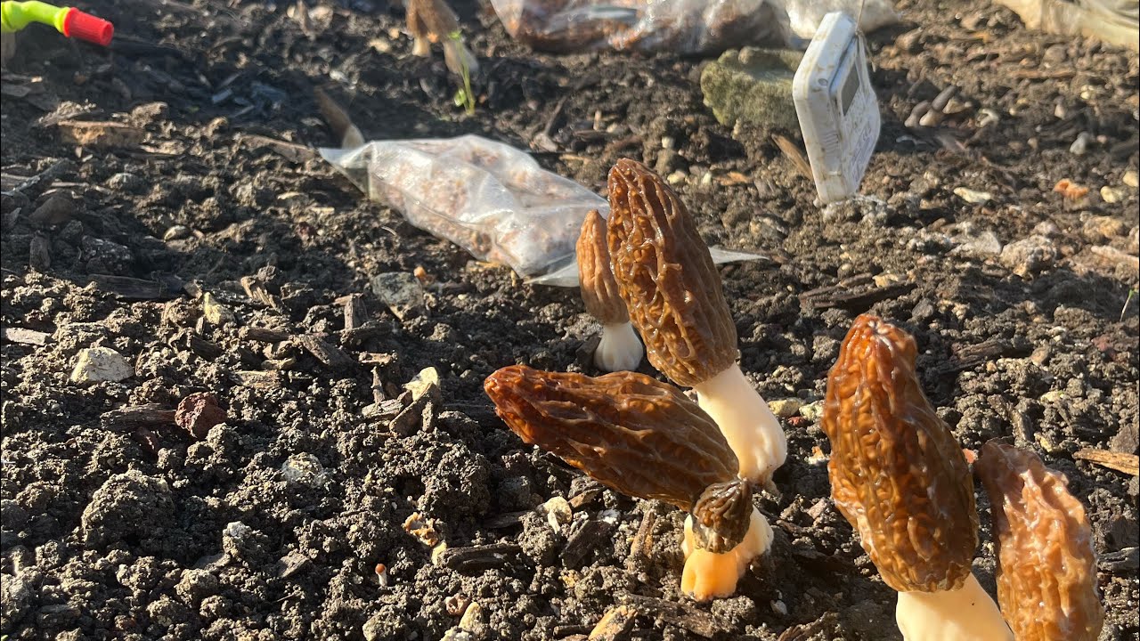 Culture de morilles après avoir subi tempête inondations jamais vu en 40 ans😱😭#morilles #passion 