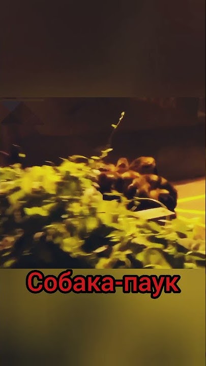 Костюм паука для собаки - YouTube