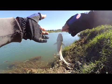 თევზაობა ქაშაპზე სპინინგით თვითნაკეთი ყანყალით და თევზჭერის პროგნოზის შემოწმება