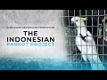 Konservasi Kakatua Indonesia | Film Dokumentasi