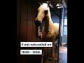 Voici vizir le clbre cheval de napolon 