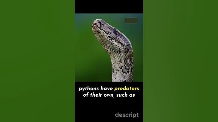 Discovering the Secret Life of Pythons: An Up Close Look #shorts #animals #pythons