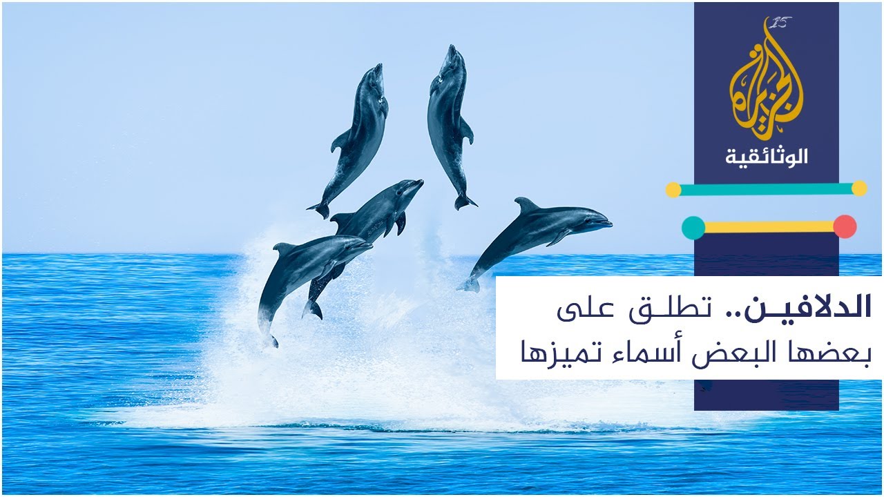 الدلافين.. كائنات اجتماعية تحب التواصل