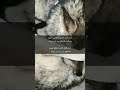 كنت احب الصبر واحلامي تضيعوضاعت الاحلام يوم اني صبرت