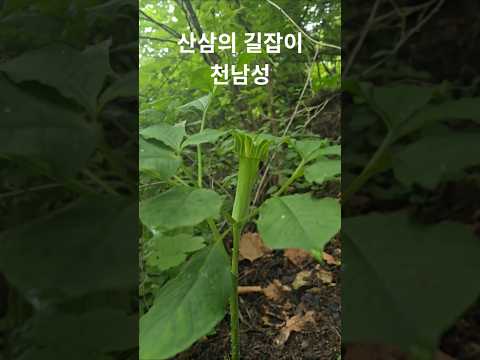장희빈을 사형시킨 사약의 재료 산삼의 길잡이 천남성  #천남성
