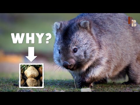 How The Wombat Poops Cubes