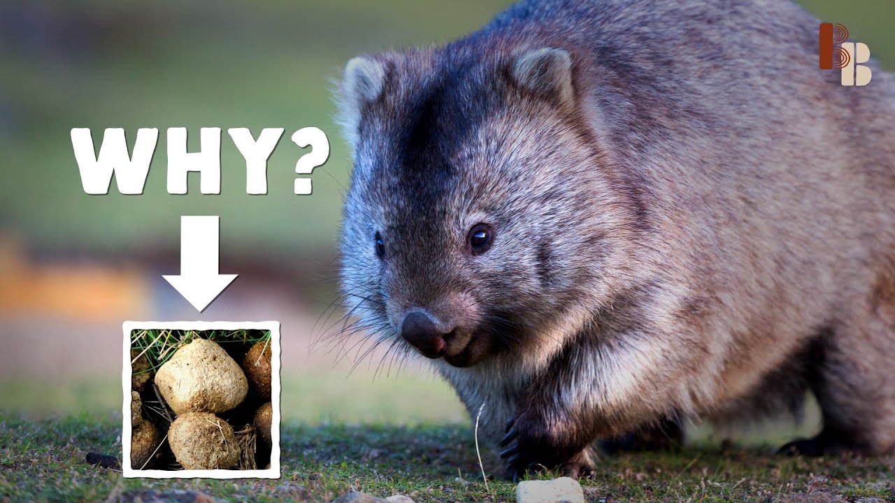 How The Wombat Poops Cubes Youtube
