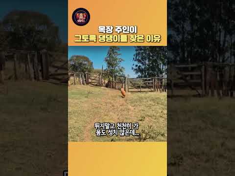 목장 주인이그토록 댕댕이를 찾은 이유 thumbnail