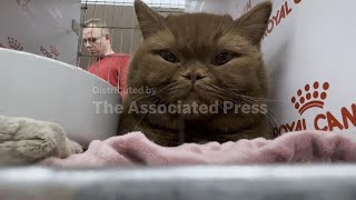 Romania hosts SofistiCat feline expo with more than 200 cats competing for the big prize Romania hosts SofistiCat feline expo with more than 200 cats competing for the big prize