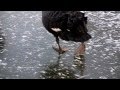 swans on ice - Schwäne auf dem Eis