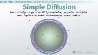 Pive Transport In Cells Simple And Facilitated Diffusion And Osmosis