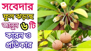 সবেদা গাছের ফুল ঝরে যাওয়ার কারণ ও প্রতিকার।গাছ ভর্তি সবেদা পেতে করণীয়। Sapota fruit drop problem