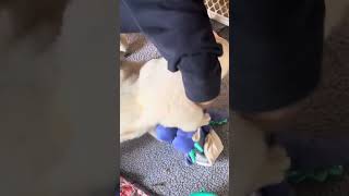 Females in our cocktail litter theme which means their AKC names will be famous cocktails