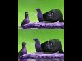 Get OfF GeRaLd Angry Seals Findingdory Findingnemo Gamavisioncsupoeffects Get OfF GeRaLd Angry Seals Findingdory Findingnemo Gamavisioncsupoeffects