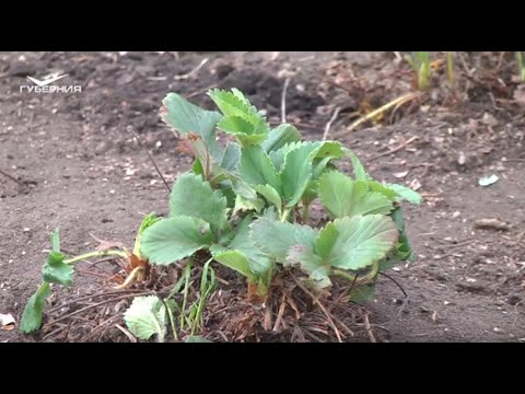 Как реанимировать старую грядку клубники?
